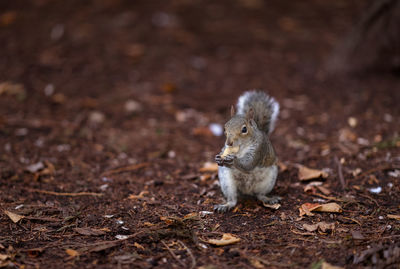 Squirrel on a field