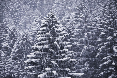 High angle view of trees in forest