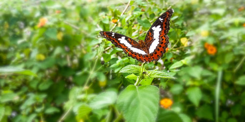 Butterfly on flower