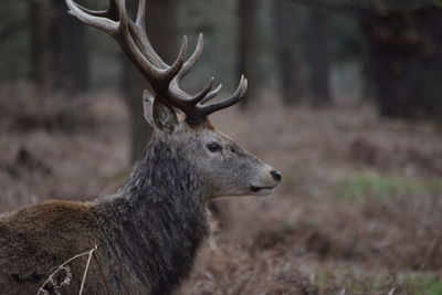 Close-up of deer in forest