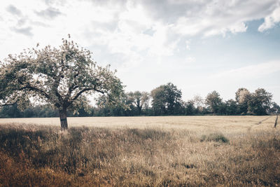 Trees on field against sky