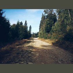 Empty road along trees