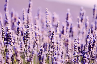 lavender