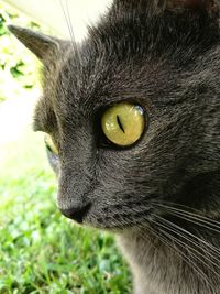 Close-up portrait of black cat