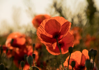 Close-up of red poppy flower on field
