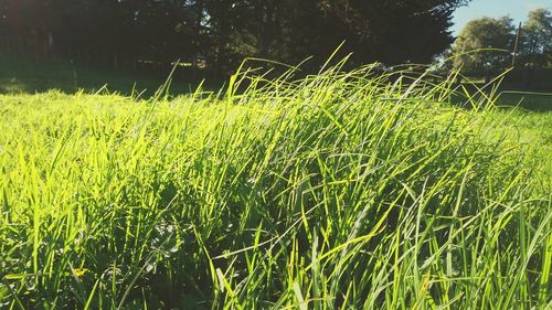 Grass growing on field