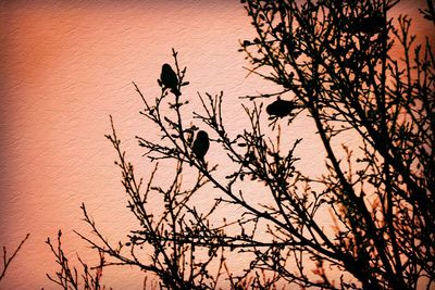 Low angle view of silhouette birds perching on tree