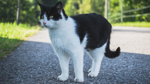 Cat on street