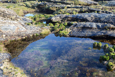 Reflection of trees in water