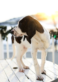 Close-up of a dog looking away