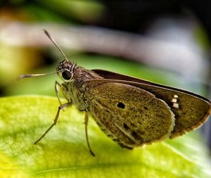 Close-up of butterfly