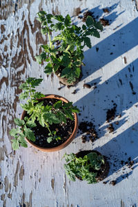 High angle view of plants growing on table