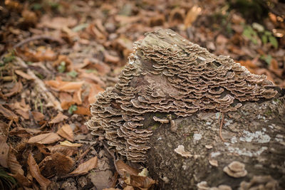 Close-up of mushroom growing on tree trunk