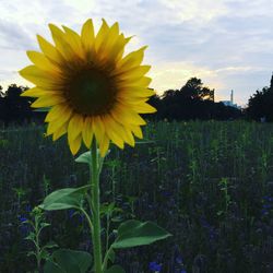 Close-up of sunflower blooming on field against sky