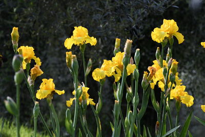 Close-up of yellow flowering plant in field