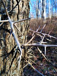 Close-up of bare trees on field