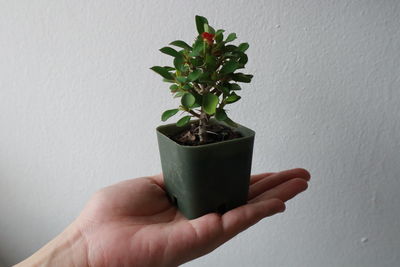 Person holding potted plant against wall