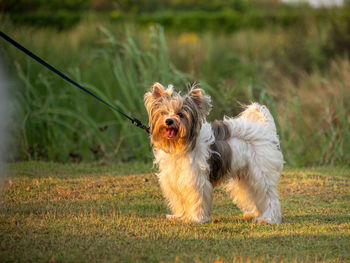 Portrait of dog on field