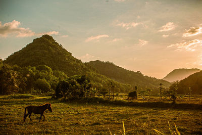 Horses in a field