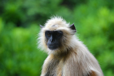 Close-up of a monkey sitting on a natural background