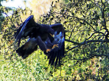 Black bird flying over a tree