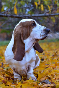 Dog looking away on field during autumn