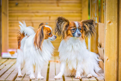 Outdoor portrait of a papillon purebreed dogs