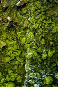 High angle view of ducks floating on water