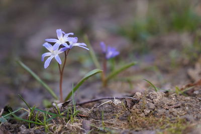 Close-up of purple crocus flowers on field