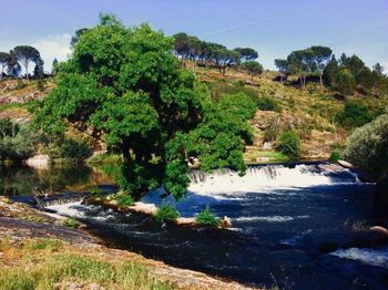 Scenic view of river in forest against sky