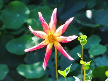 Close-up of pink flower