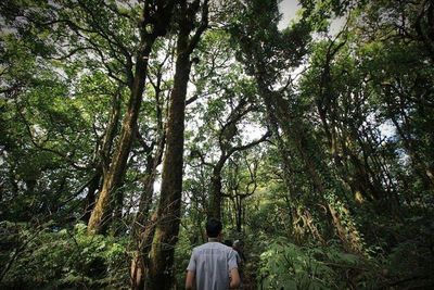 Trees in forest