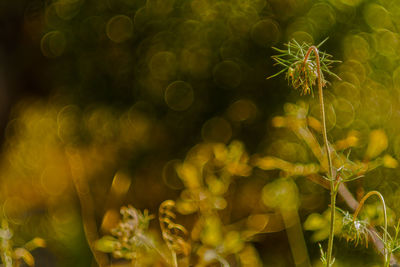 Close-up of green plant