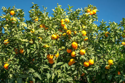 Orange fruits growing on tree