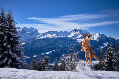 Dog on snowcapped mountain against sky