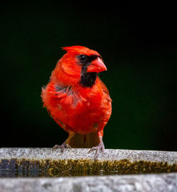 Close-up of a bird perching