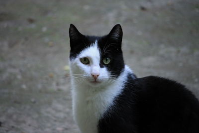 Close-up portrait of cat