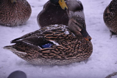 Close-up of mallard ducks perching on snow
