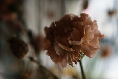 Close-up of flower against blurred background