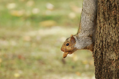 Close-up of lizard on tree trunk