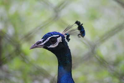 Close-up of peacock