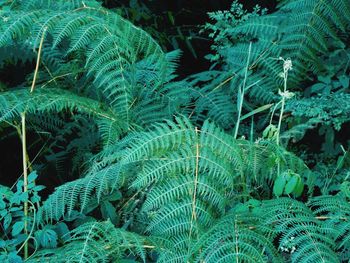 Close-up of fern leaves