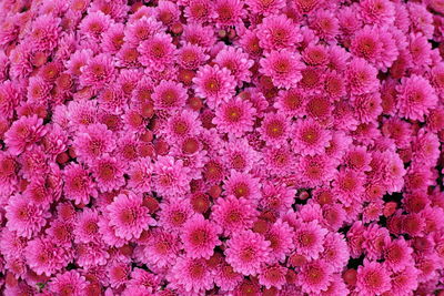 Full frame shot of pink flowering plants on field