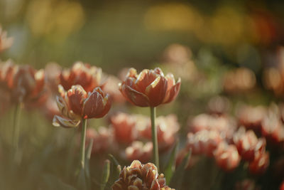 Close-up of red tulip