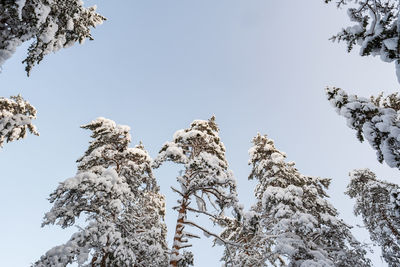 Low angle view of tree against sky