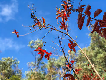 Low angle view of red leaves on tree against sky