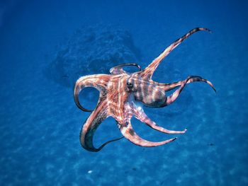 Close-up of octopus swimming in sea.