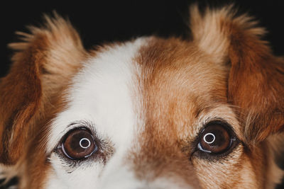 Close-up portrait of a dog