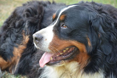 Close-up of dog looking away