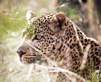 Close-up of a cat looking away